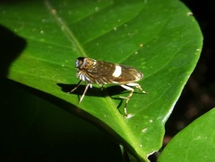 Hilarographa ribbei