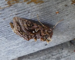 Autographa mappa