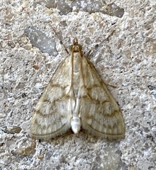 Paracorsia repandalis