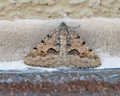 Frederickia s-signata