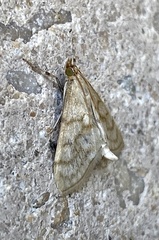 Paracorsia repandalis