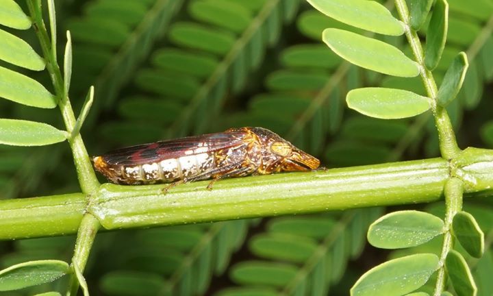 Glassy-winged sharpshooter (Homalodisca vitripennis)