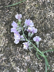 Linaria repens