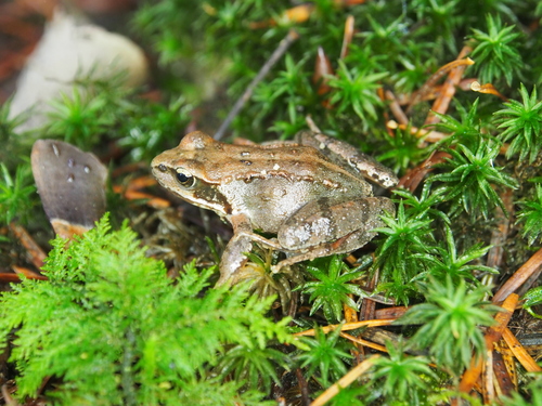 Grasfrosch