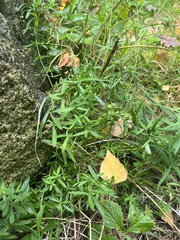 Linaria repens
