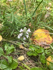 Linaria repens