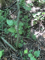 Acanthocereus oaxacensis