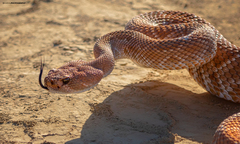 Crotalus ruber