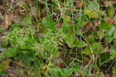 Poa bulbosa
