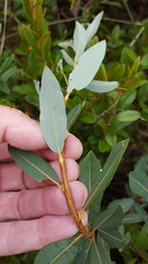Salix pedicellaris