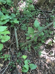 Acanthocereus oaxacensis