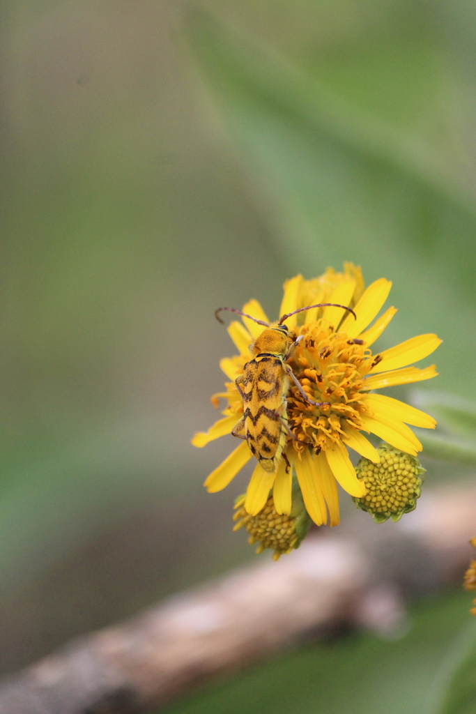 Ochraethes tulensis