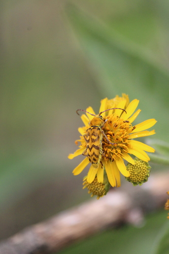Ochraethes tulensis