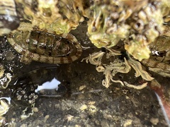 Sypharochiton pelliserpentis