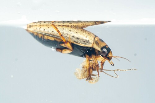 Predaceous diving beetle