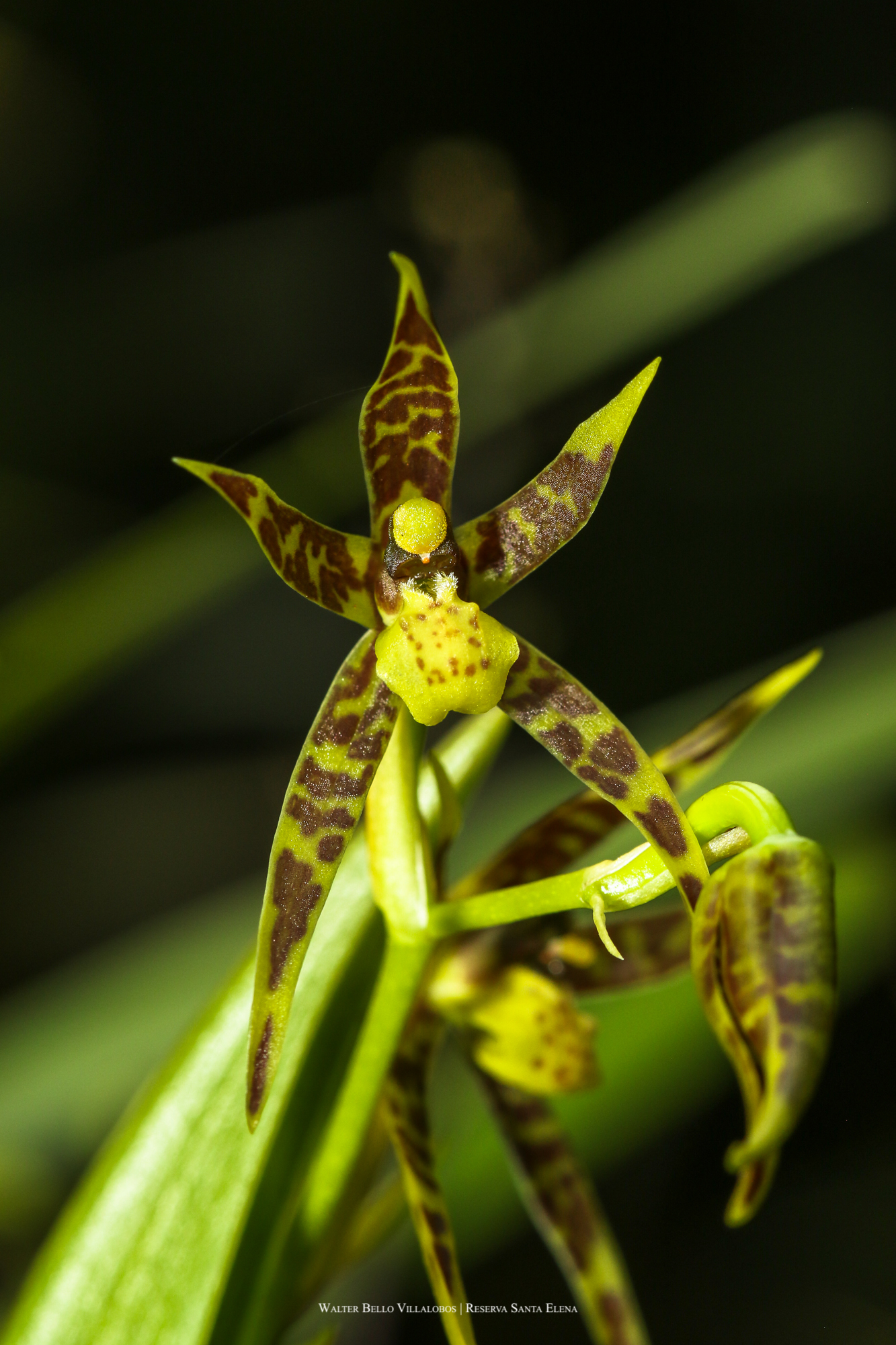 Brassia chlorops Endrés & Rchb.f.