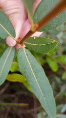 Salix pedicellaris