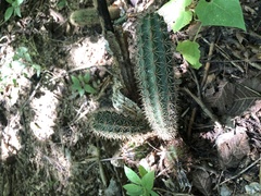 Acanthocereus oaxacensis
