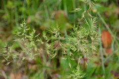 Poa bulbosa