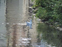 Chroicocephalus ridibundus