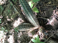 Acanthocereus oaxacensis