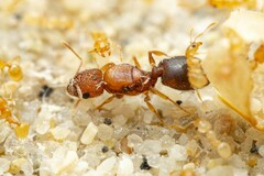Pheidole marcidula