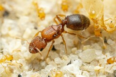 Pheidole marcidula