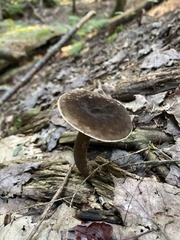 Plinthogalus