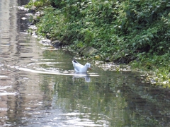 Chroicocephalus ridibundus