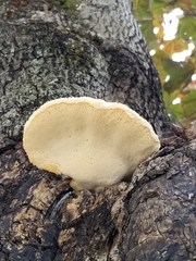 Spongipellis spumeus