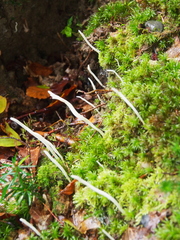 Clavaria falcata