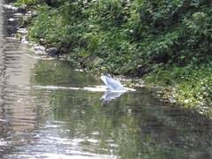 Chroicocephalus ridibundus