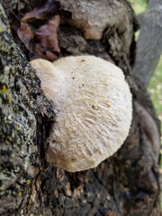 Spongipellis spumeus