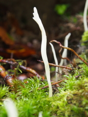 Clavaria falcata