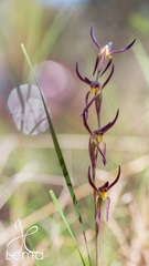 Lyperanthus suaveolens