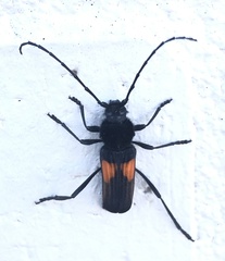 Tragidion coquus