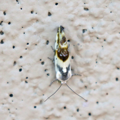 Ponometia candefacta