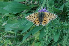 Boloria graeca