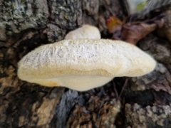 Spongipellis spumeus