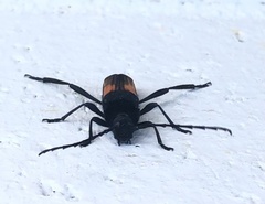 Tragidion coquus