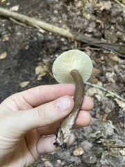 Plinthogalus