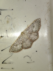 Idaea eugeniata