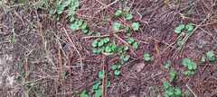 Dichondra repens