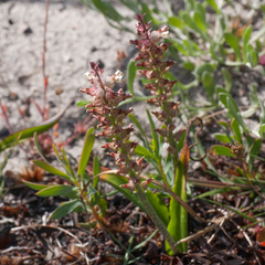 Lachenalia lactosa