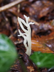 Clavaria falcata