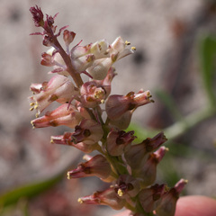 Lachenalia lactosa