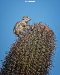 Ammospermophilus leucurus