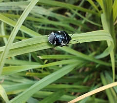 Tritomegas sexmaculatus