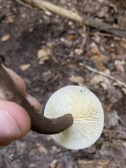 Plinthogalus