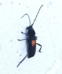 Tragidion coquus